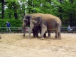 Dva sloni