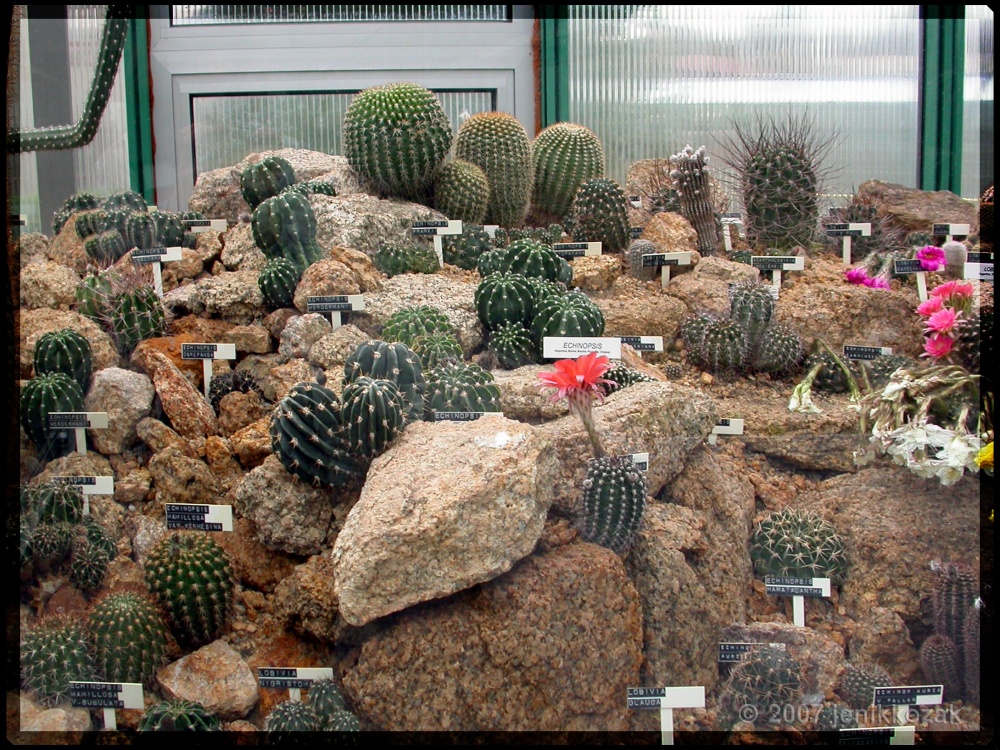 Spousta kaktusů
