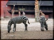 Dvě zebry, pár žiraf