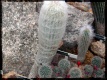 Chlupatý kaktus