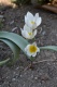 tulipán mnohokvětý