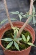 Schefflera microphylla Verticata