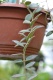 Aeschynanthus hybrida