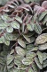 Pellionia pulchra