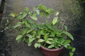 Hoya carnosa Variegata