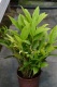Alpinia violacea