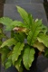 Heliconia caribaea