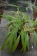Setaria palmifolia