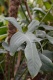 Philodendron bipennifolium